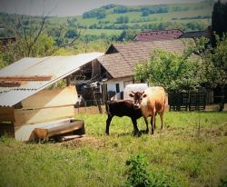 výlet